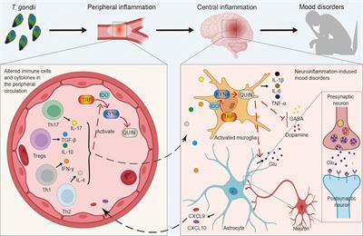 From the immune system to mood disorders especially induced by Toxoplasma gondii: CD4+ T cell as a bridge